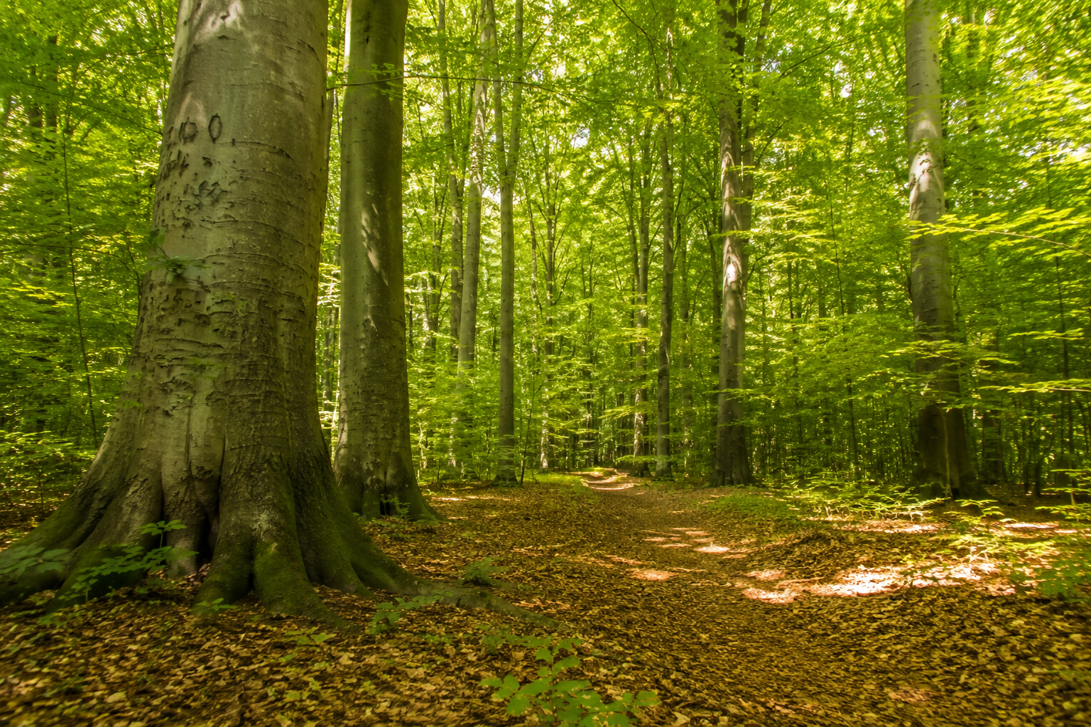 Las Murckowski - Aleja Buków i dwa zespoły przyrodniczo-krajobrazowe muszą powstać zgodnie z planem